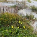Dunes and evening primrose by congaree
