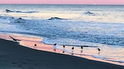 5th Nov 2021 - Shorebirds at sunset