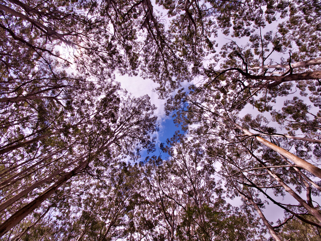 A Different View Of The Karri Forest _B054823 by merrelyn