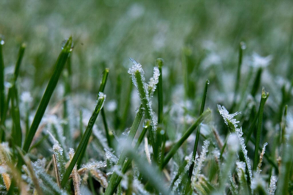 Macro Frost by tdaug80