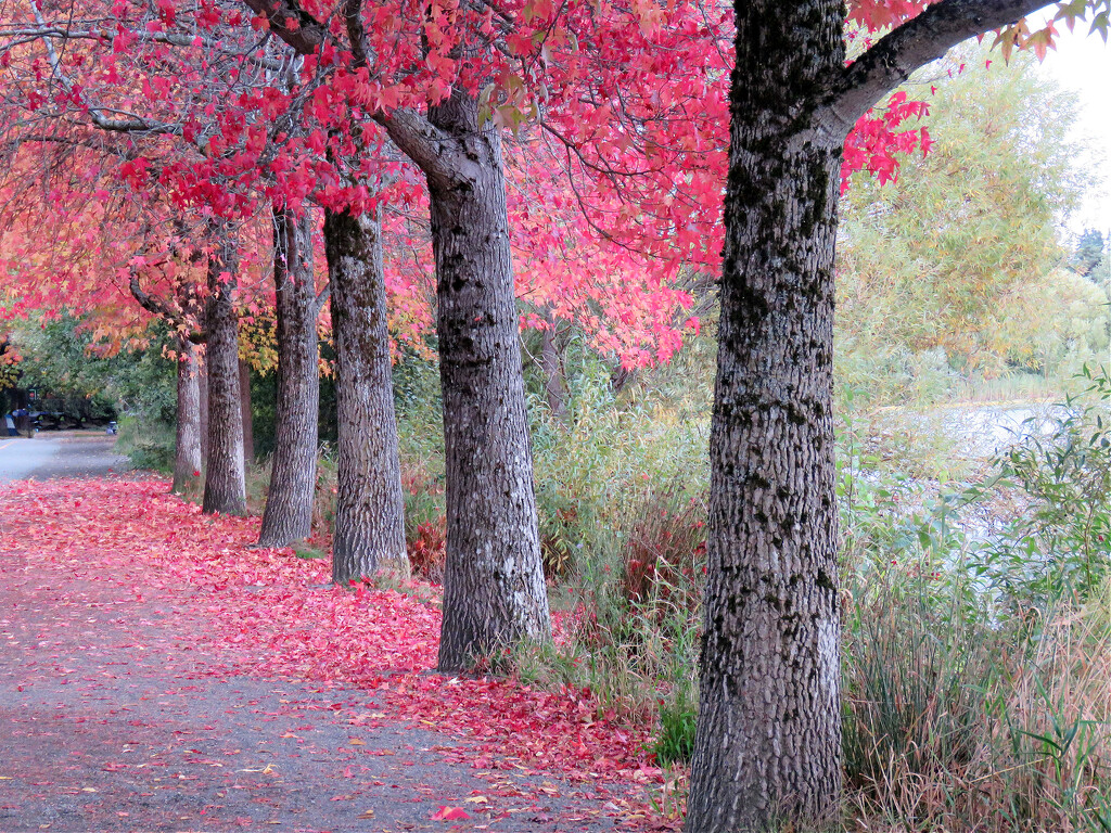Fall Trees At Green Lake by seattlite