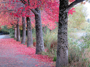 5th Nov 2021 - Fall Trees At Green Lake