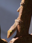 15th Oct 2021 - Anole in the sun...