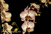 5th Nov 2021 - Orchids