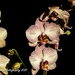 Orchids by nigelrogers