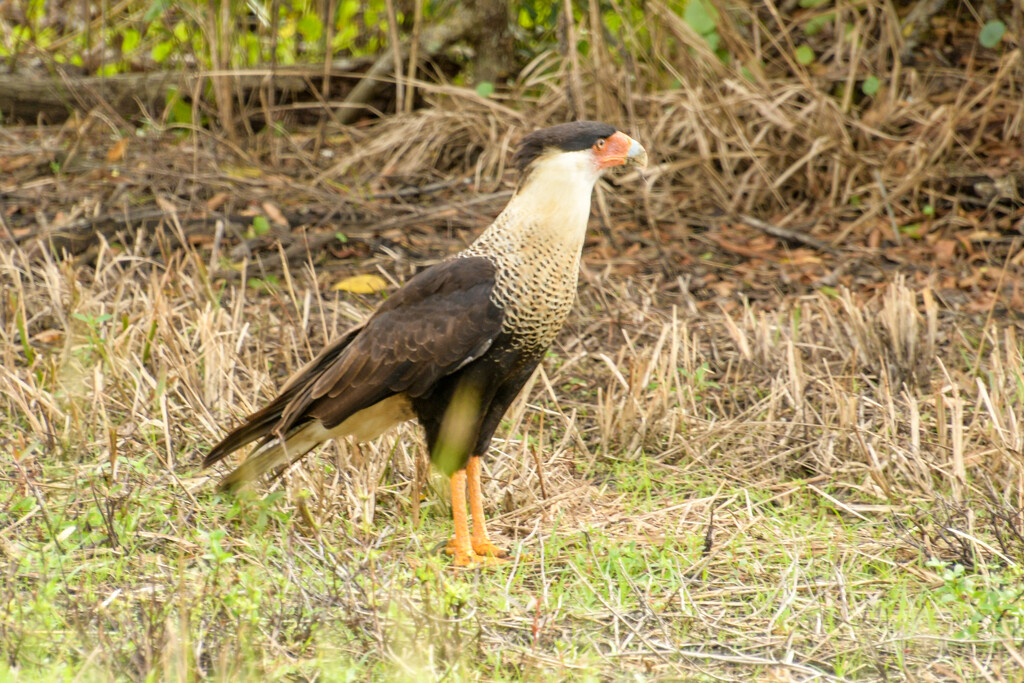 Crested Caracara by danette