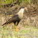 Crested Caracara by danette