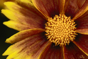5th Oct 2021 - Coreopsis