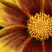 Coreopsis by skipt07