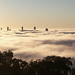 Foggy Brisbane Morning 1 by terryliv