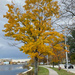Another autum tree by joansmor