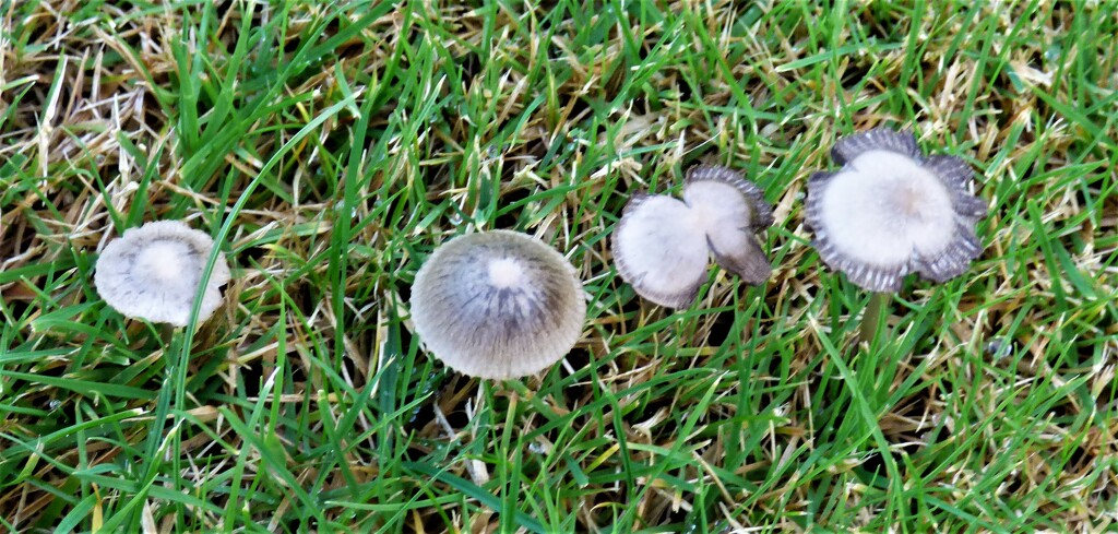 Tiny fungi  by beryl
