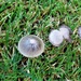 Tiny fungi  by beryl