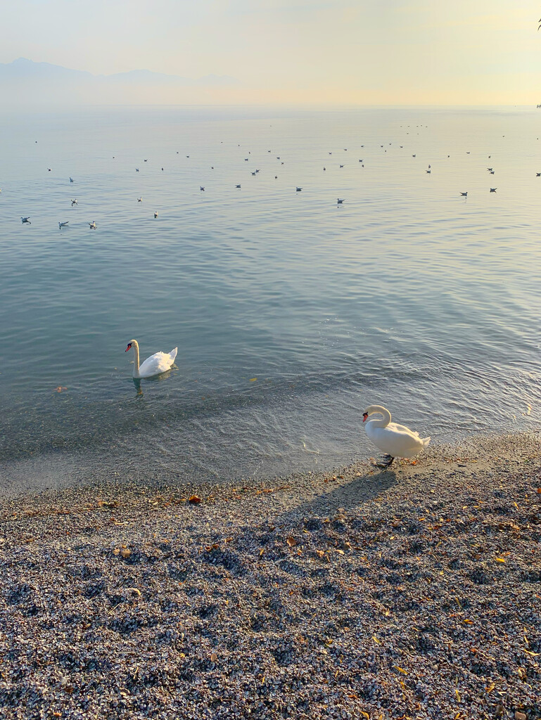 Swans and golden light.  by cocobella