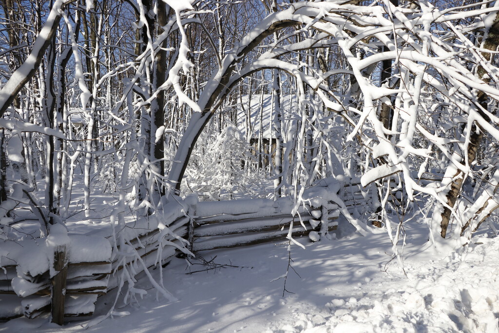 Winter wonderland by jdraper