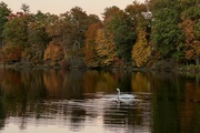 5th Nov 2021 - Fall reflections at Forge Pond