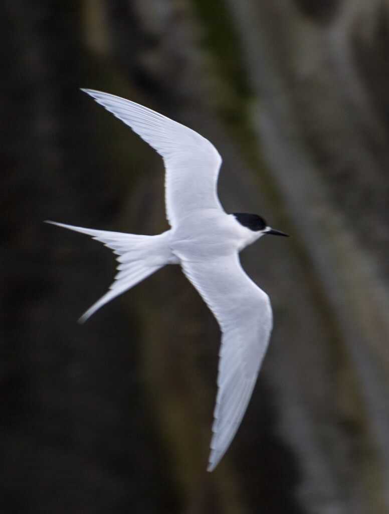 Rascal Terns fly fast :) at bit blurred by creative_shots