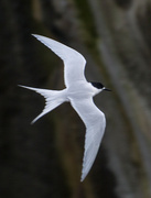 17th Oct 2021 - Rascal Terns fly fast :) at bit blurred
