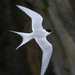 Rascal Terns fly fast :) at bit blurred by creative_shots