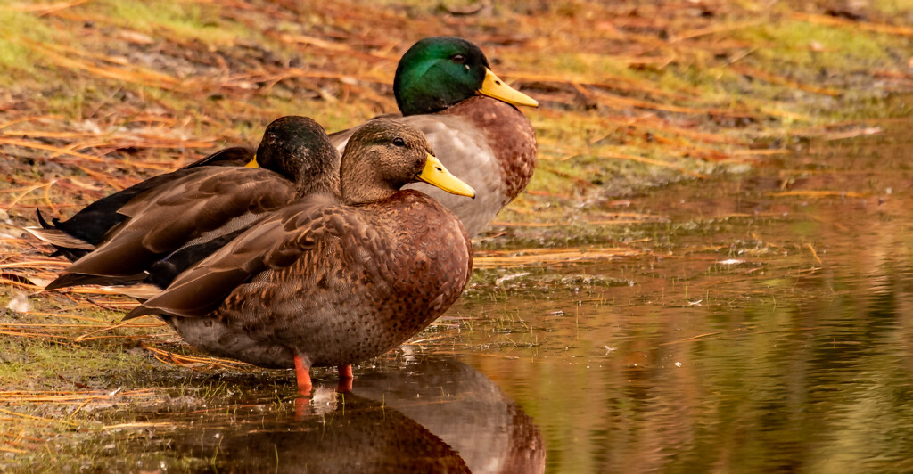 The Ducks Getting Ready to Go for A Swim! by rickster549