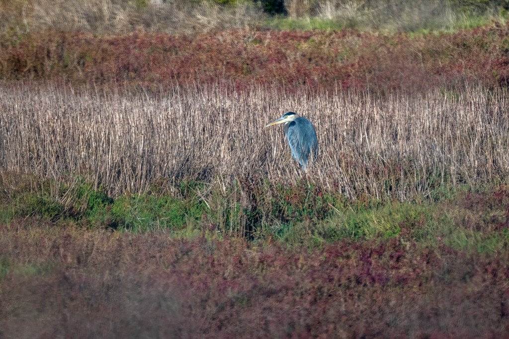 Great Blue Heron by nicoleweg