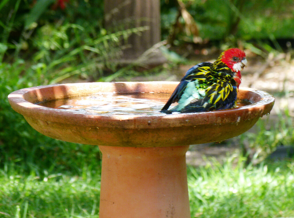 Rosella Having a Nervous Bath by onewing