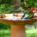 Rosella Having a Nervous Bath by onewing