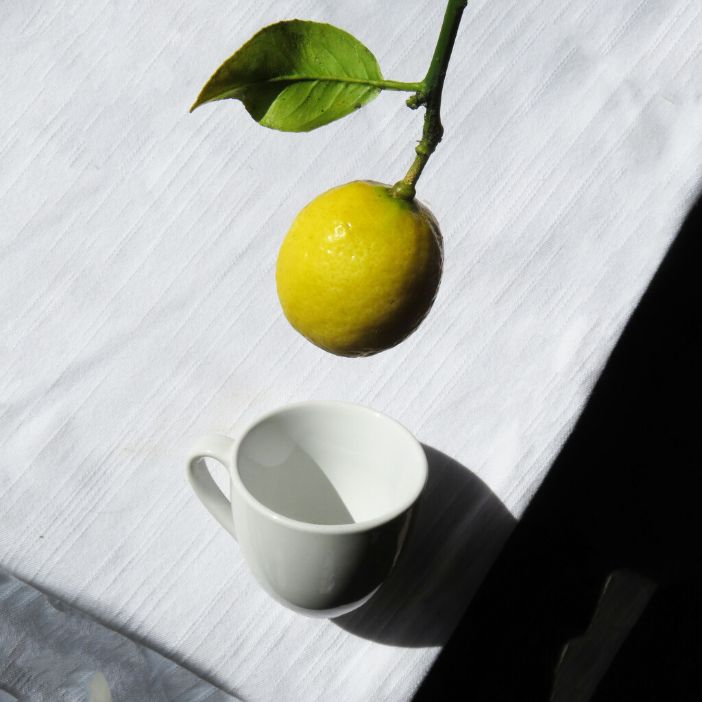 lemon cup by kali66