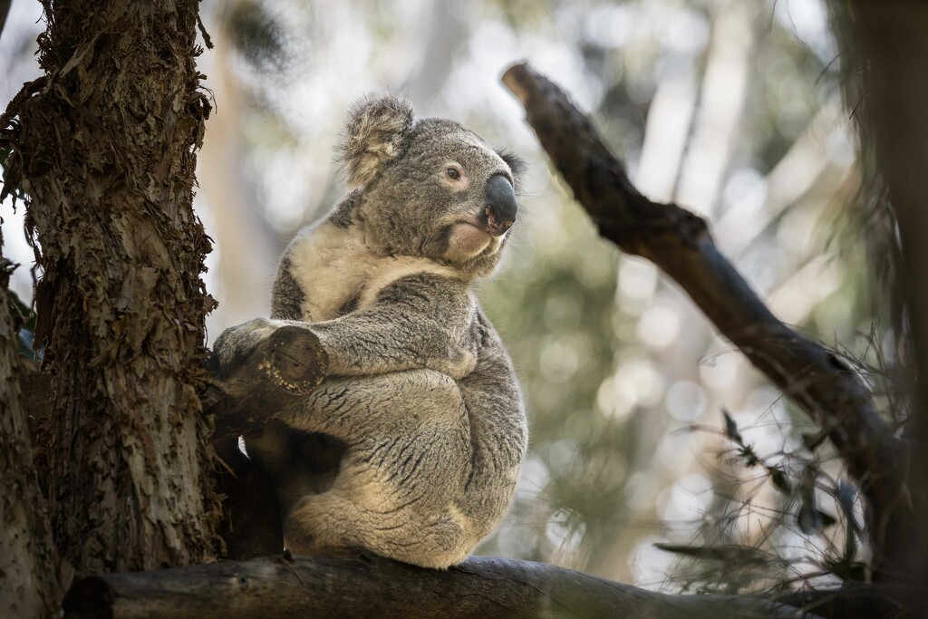 Koala life among the gum trees by pusspup