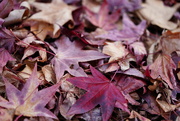 4th Nov 2021 - Autumn leaves