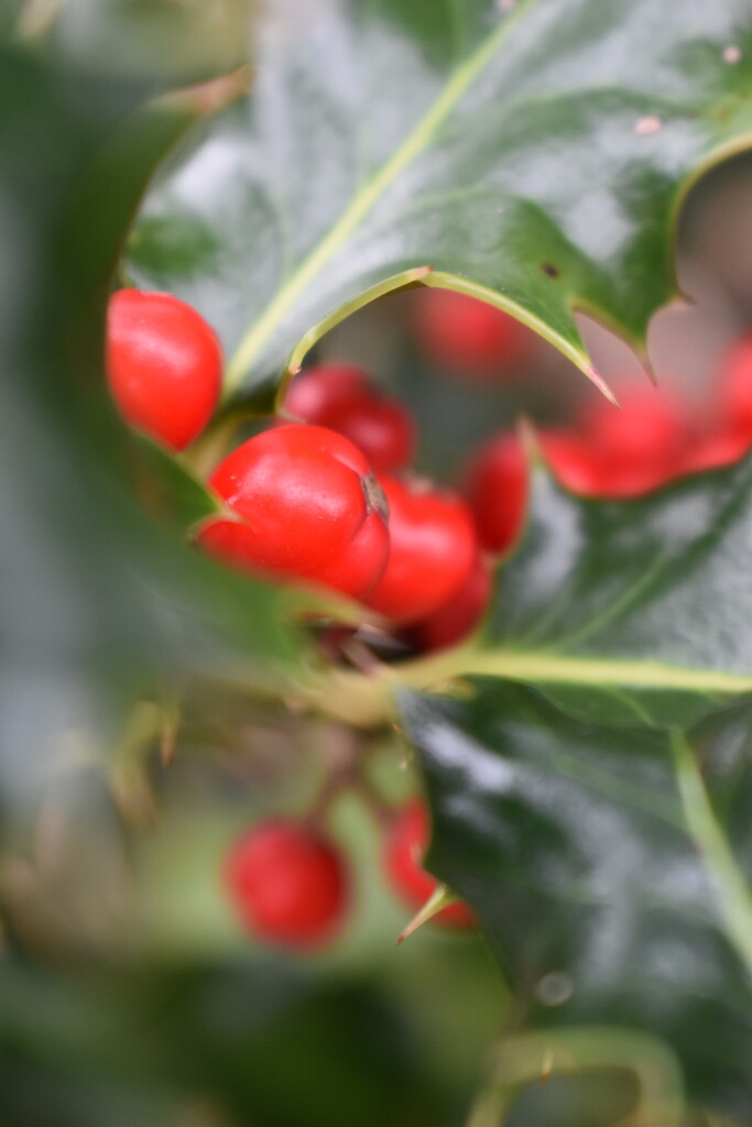 Holly berries by 365anne