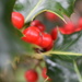 Holly berries by 365anne
