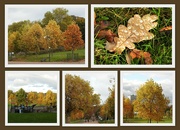 3rd Nov 2021 - Autumn at the Forest Recreation Ground