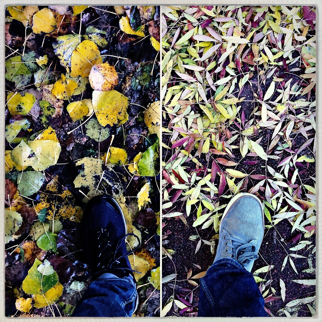 Walk the Autumn by mastermek
