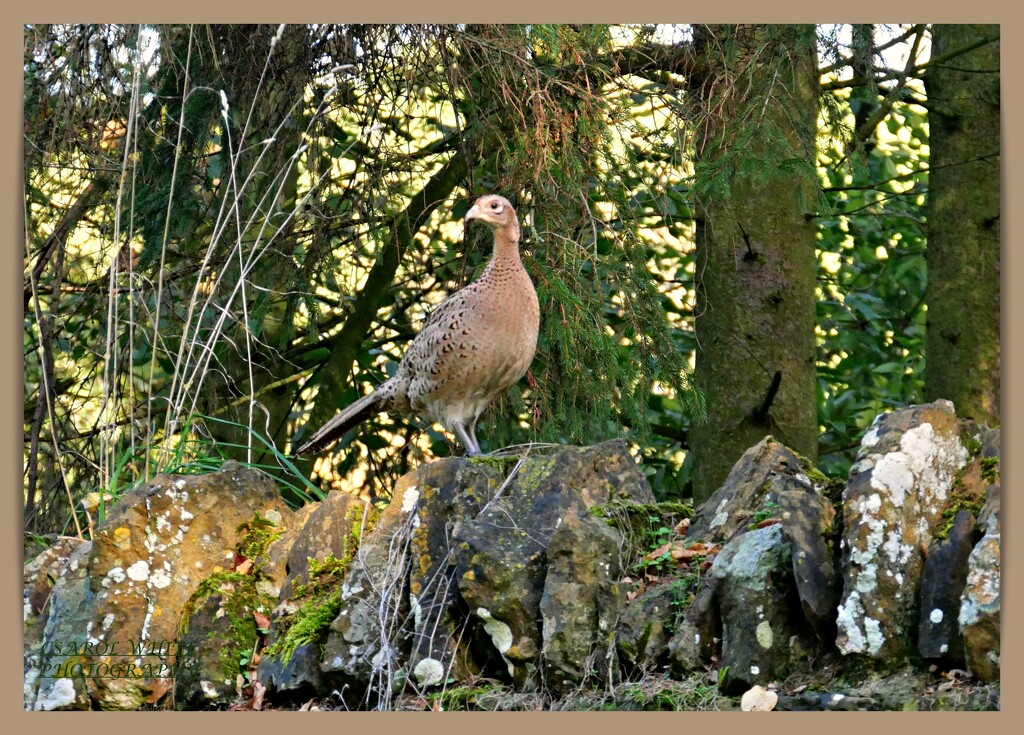 Hen Pheasant by carolmw