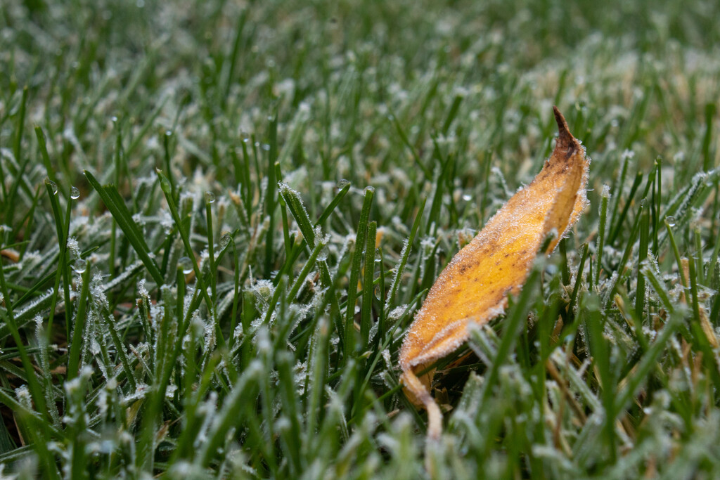 Frosty Lawn 3 by tdaug80