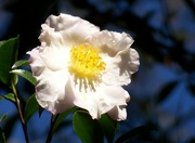 18th Oct 2021 - White camellia...