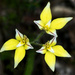 Cowslip Orchids DSC_8451 by merrelyn