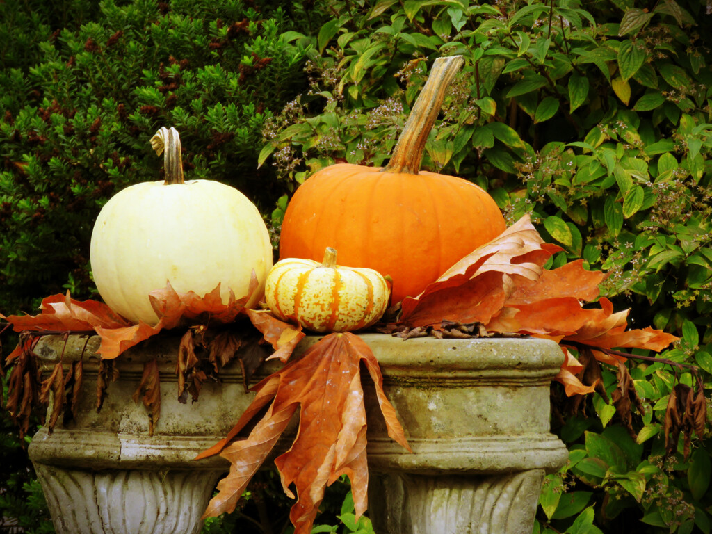 Pumpkin Display by seattlite