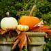 Pumpkin Display by seattlite