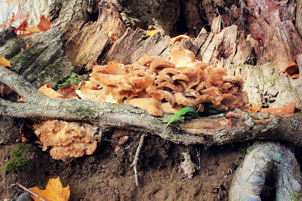 Maitake Mushrooms by juliedduncan
