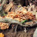 Maitake Mushrooms by juliedduncan