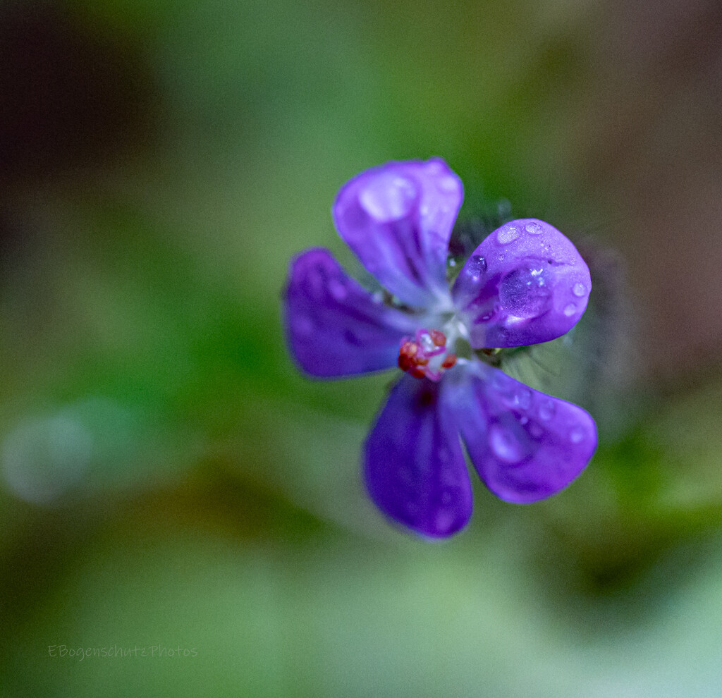 Tiny purple by theredcamera