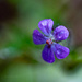 Tiny purple by theredcamera