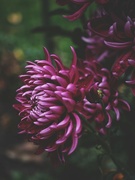6th Nov 2021 - Chrysanthemum