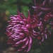 Chrysanthemum by monikozi