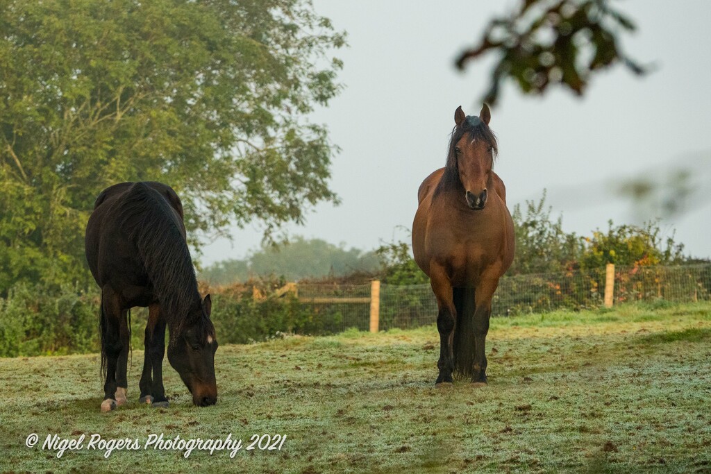 Horses in the frost by nigelrogers