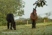 6th Nov 2021 - Horses in the frost