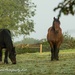 Horses in the frost by nigelrogers