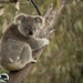 high vantage point by koalagardens
